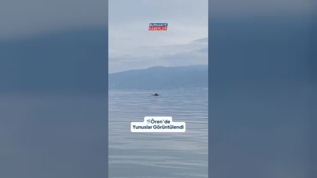 Ören Açıklarında 3 Yunus Görüntülendi
