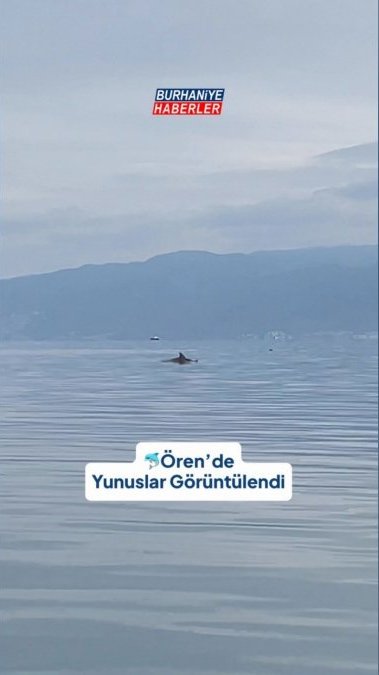 Ören Açıklarında 3 Yunus Görüntülendi