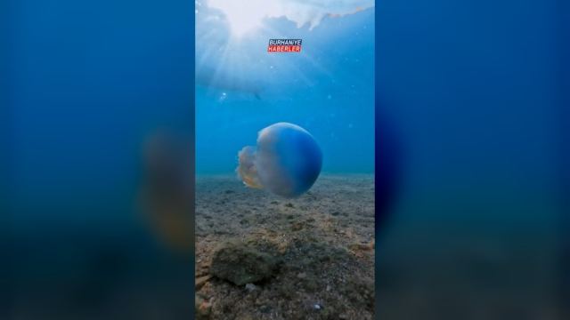 Pelitköy'de Mavi Denizanası Sualtı Kamerasıyla Görüntülendi