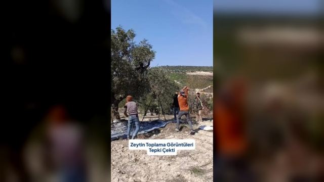 Zeytin Toplarken Ağaca Zarar Verilen Görüntüler Tepki Çekti