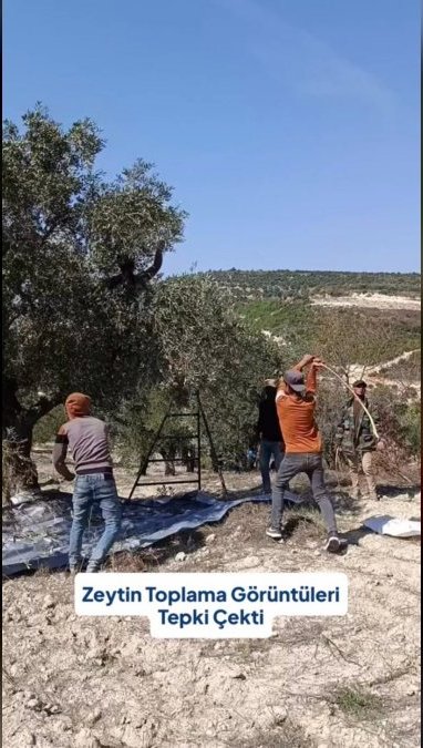 Zeytin Toplarken Ağaca Zarar Verilen Görüntüler Tepki Çekti